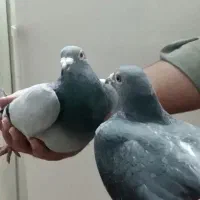 یک جفت کبوتر  نر و ماده پلاکی900هزار تومان