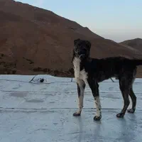 سگ افغان|سگ|آوج, |دیوار