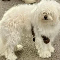 سگ  8ماهه واکسینه|سگ|آستارا, |دیوار