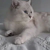 گربه بریتیش|گربه|مشهد, سلام|دیوار
