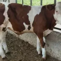 فروش انواع گوساله هایه پرواری و داشتی|حیوانات مزرعه|بندر ترکمن, |دیوار