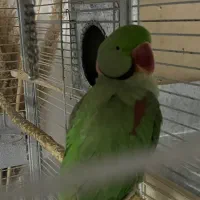 شاه طوطی نر گمشده