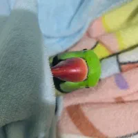 شاه طوطی|پرنده|شیراز, طلاب|دیوار