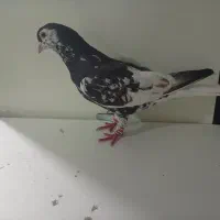 راست سیاه افشون و چپ مشکی افسون|پرنده|سبزوار, قصبه شرقی|دیوار