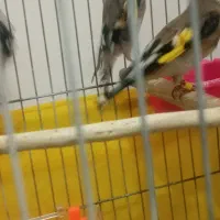 سهره نر بخونه|پرنده|بیرجند, |دیوار