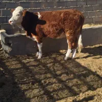 گوساله سیمینتال