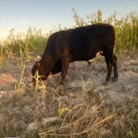 گاو نر فروش قیمت 65|حیوانات مزرعه|جلگه چاه هاشم, |دیوار