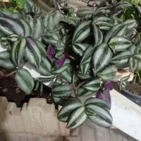 گل خونه کوچک.  معاوضه هم دارم ۳۵و۴۵و تا۲۰۰ ت|گل و گیاه طبیعی|بجنورد, |دیوار