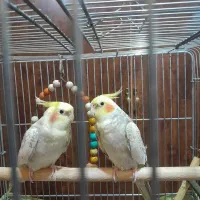 عروس نر|پرنده|نسیم‌شهر, |دیوار