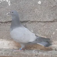 فروش سبز بی خط|پرنده|کوه چنار, |دیوار