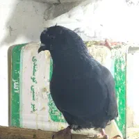 زاغ دم سفید