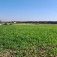 زمین ۱۰۰۰متری آبدارباغی سنددار