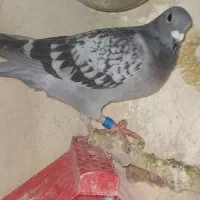 کبوتر پلاکی مسافتی بلند