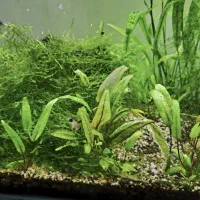 آکواریوم پلنت|ماهی|گرگان, |دیوار