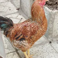 یک عدد خروس بفروش میرسد