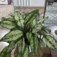 گل.|گل و گیاه طبیعی|بیرجند, |دیوار