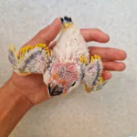 جوجه خورشیدی