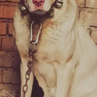 ماده خراسانی اصیل