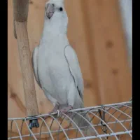 عروس هلندی گمشده