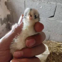 مرغ گلین لری پنگوئنی|حیوانات مزرعه|رامیان, |دیوار