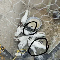 سلام دوستان اگه کسی این کفتر گرفته ازش|پرنده|نیمروز, |دیوار