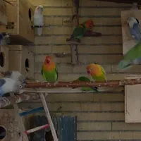 فروش مرغ عشق کوتوله و غیره