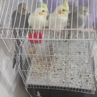 جوجه عروس دستی دانخور