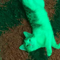 گربه|گربه|ورامین, |دیوار