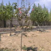 ویلا استثنایی دارای سند تک برگ انشعاب برق