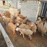 فروش بره نر ۲۲عدد|حیوانات مزرعه|پارسآباد, |دیوار