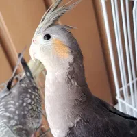 فروش عروس هلندی|پرنده|فردوسیه, |دیوار