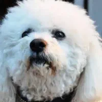 سگ گمشده درپردیس