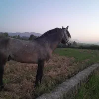 اسب کت وکلفت|اسب و تجهیزات اسبسواری|لاهیجان, حزین|دیوار