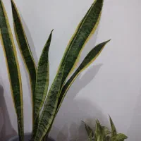 انواع گل آپارتمانی