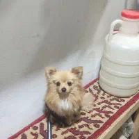 واگذاری سگ پامرریزریز|سگ|مشهد, سعد آباد|دیوار