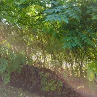 فروش نهال زیتون تلخ|خدمات باغبانی و درختکاری|فرح آباد, |دیوار