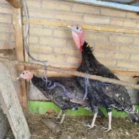 یک جفت بقلمون جوان