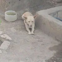 سگ گوش تیز