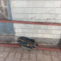 چارچوب در سالم