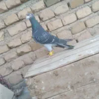 کبوتر پلاکی نر