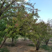 باغ فروشی با انواع درختان میوه شهر سامان|فروش زمین و ملک کلنگی|اصفهان, مارچین|دیوار