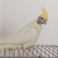 جوجه عروس هلندی