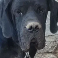 واگذاری سگ نگهبان وشکاری