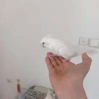 فروش فوری عروس هلندی شاه تخم فول مولد جوان|پرنده|فارسان, |دیوار