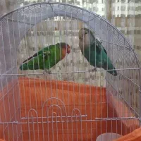 جفت طوطی برزیلی بسیار سالم وسرحال باقفس بزرگ