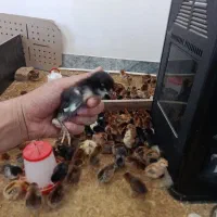 جوجه محلی10 روزه اصیل