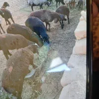 بره نر  شیر  مست ال لر بیک