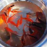 ماهی قرمز|ماهی|قرق, |دیوار