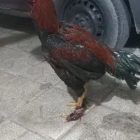 خروس لاری|حیوانات مزرعه|شیراز, کوشک میدان|دیوار