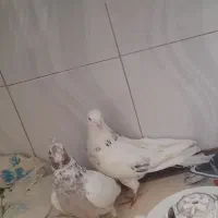 فروش کبوتر